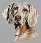 (image for) Weimaraner